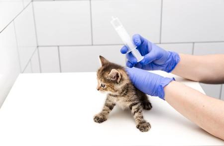 新版猫狗疫苗注射指南，正确操作助你宠物的健康保障