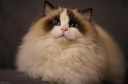 布偶猫的温柔世界：不只是毛茸茸的倾心体验！