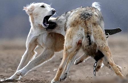 揭秘牧羊犬的防狼项圈：如何让狼群望而生畏？