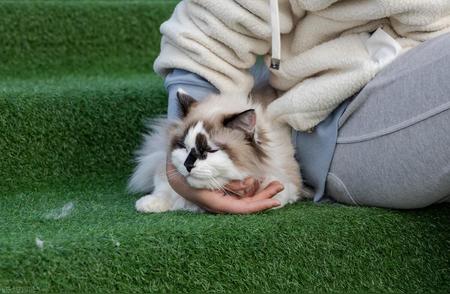 布偶猫养护秘籍：让仙女猫美貌常驻