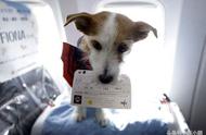 狗狗也能坐飞机？了解这6类狗狗的乘机资格