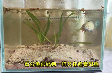 中国斗鱼繁殖全过程记录：第3天观察
