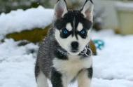 西伯利亚雪橇犬：了解这一独特犬种的特点与习性