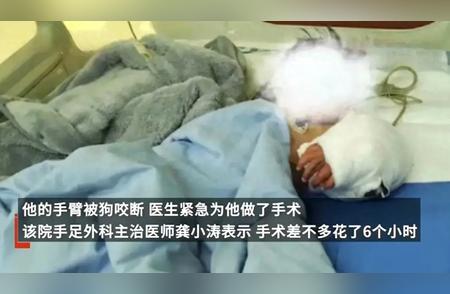 藏獒家中伤人事件：男童手臂被咬断，触目惊心真相曝光！