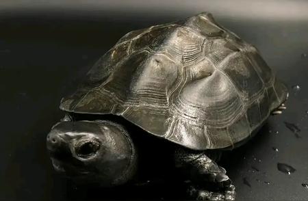 揭秘中国最神秘的著名龟种
