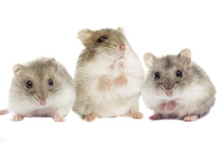 仓鼠繁殖完全解析：步入科学养殖的第一步