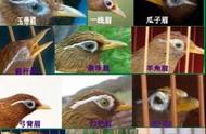 画眉鸟眉线分类与特色详解