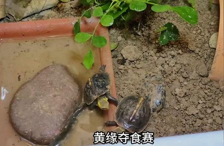 黄缘龟：独特的生态与养护知识