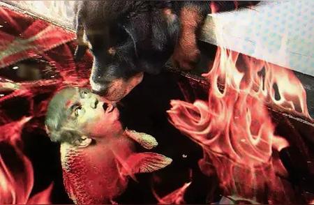 跨物种之恋：小狗与鱼惊艳接吻照公开！