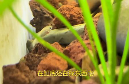 玛丽鱼鱼苗的成长日记：鱼缸里的生态奥秘