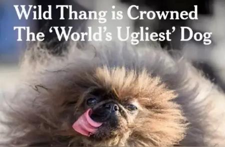 揭秘世界最丑狗大赛冠军背后的故事：逆袭夺冠的奇迹时刻！