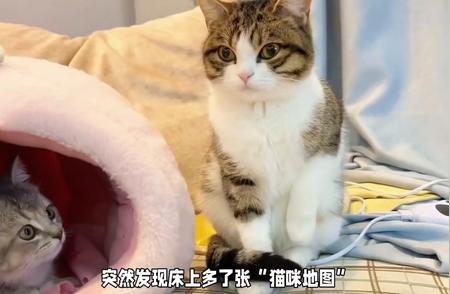揭秘养猫达人经验：小猫咪尿床背后的真相