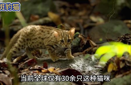 锈斑豹猫：珍稀手掌上的养猫新选择