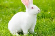 我家的小白兔：宠物的日常