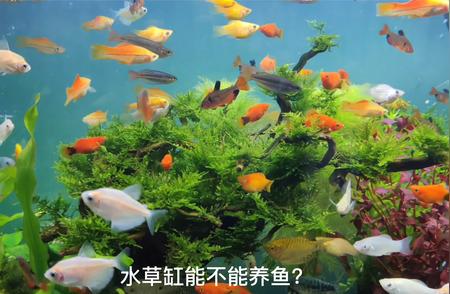 水草缸养鱼全攻略：如何安全打造你的水族世界？