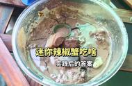 迷你辣椒蟹的独特饮食习惯：实践总结与分享