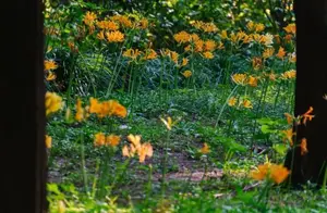 走进花海，共赏石蒜花开盛宴