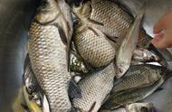 多年钓鱼经验分享：自制鱼饵与珍藏版酒米配方