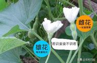 葫芦人工授粉的方法是什么？