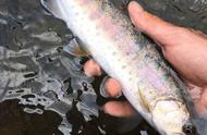 鳟鱼溪钓鱼：优美的环境与吸引人的鱼儿