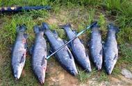 如何在夏季使用包食钓法快速吸引大鱼，轻松应对杂鱼？