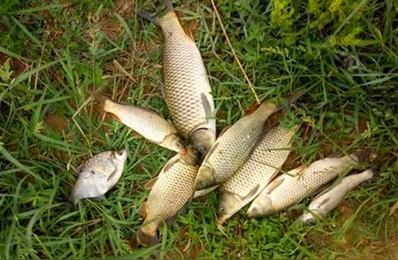 秋季野钓鲤鱼的5个饵料配方：无论何处都能连竿