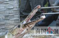 柳州河东公园再次捕捉到巨大的“水中杀手”，长达一米的大怪鱼