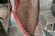 广东老乡的养鱼之谜：年底发现怪鱼，来源成谜