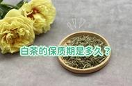 寿眉、白毫银针，白茶的收藏选择