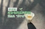 咸味、骨架感与油腻感：岩茶圈的奇葩品种揭秘