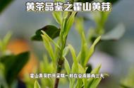 霍山黄芽品鉴：黄茶的魅力