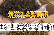 金骏眉的黄芽与黑芽：你需要了解的4个关键细节