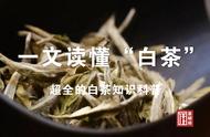 白茶全解析：一文带你深入了解