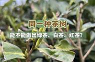 同一种茶树，如何制作绿茶、红茶、白茶和乌龙茶？