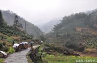 太平湖岛屿上的茶农：世代守护太平猴魁