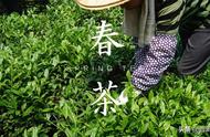 春茶、夏茶和秋茶的区别：一文教你如何识别