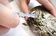 白茶新手指南：白毫银针，散茶还是饼茶更胜一筹？