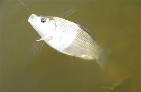 鲫鱼垂钓的最佳季节已经来临