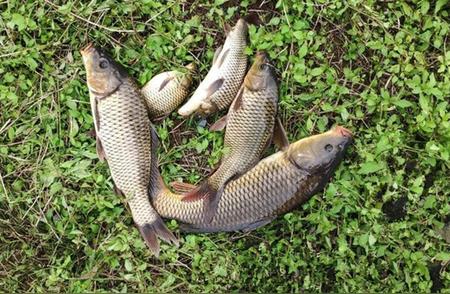 秋季野钓鲤鱼：四种爆护地形的钓位选择指南