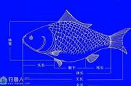 详细介绍几种常见的淡水鱼