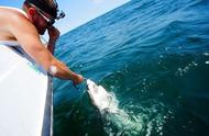 钓鱼男子意外捕获大白鲨，甲板上的惊人举动