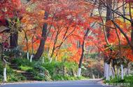 南京栖霞山的枫叶如火如荼，古韵悠长令人向往