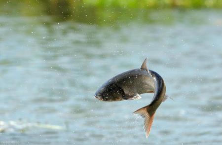 钓鱼技巧揭秘：如何应对“有鱼无口”现象，轻松钓到大鱼！