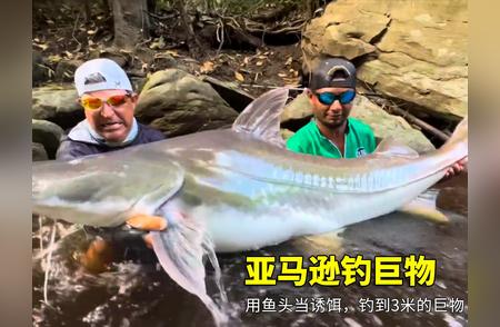亚马逊河钓鱼之旅：男人用鱼头作诱饵，捕获一条3米长的巨物！