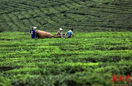 秋茶采摘：探寻采秋茶的独特魅力