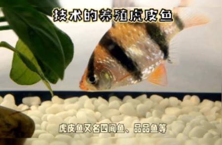 观赏鱼的世界：探索水族之美