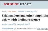 蝾螈惊现新技能：自然荧光闪耀科学界