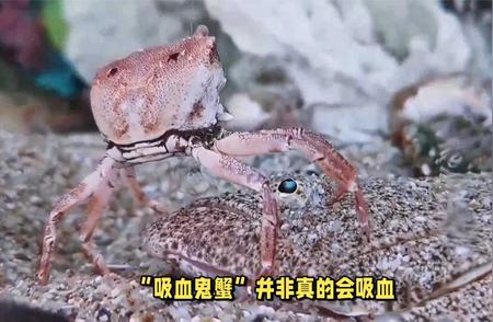 吸血鬼蟹：神秘生物入侵背后的真相