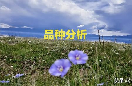 本周热点药材行情大解析