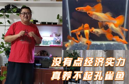 孔雀鱼养殖背后的经济实力：揭秘养鱼的三大成本